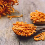 Cordyceps Militaris Cordyceps militaris